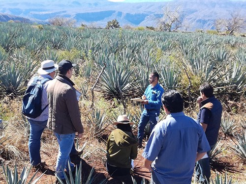 Training in agave field, Mexico 2019